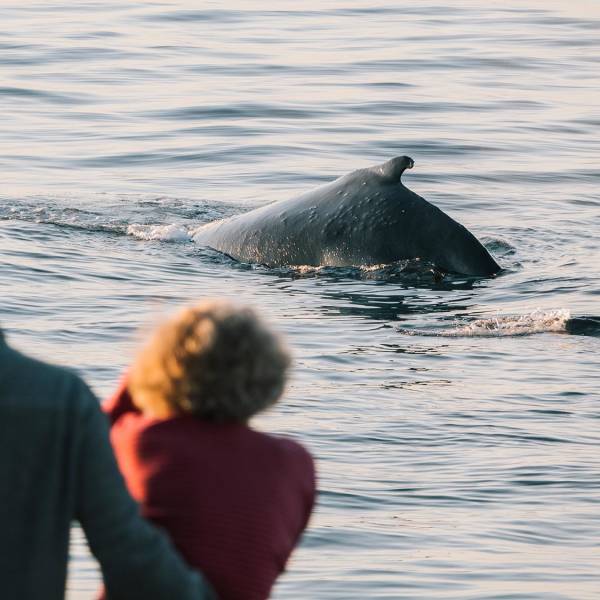船只一览 (Ships at a Glance)