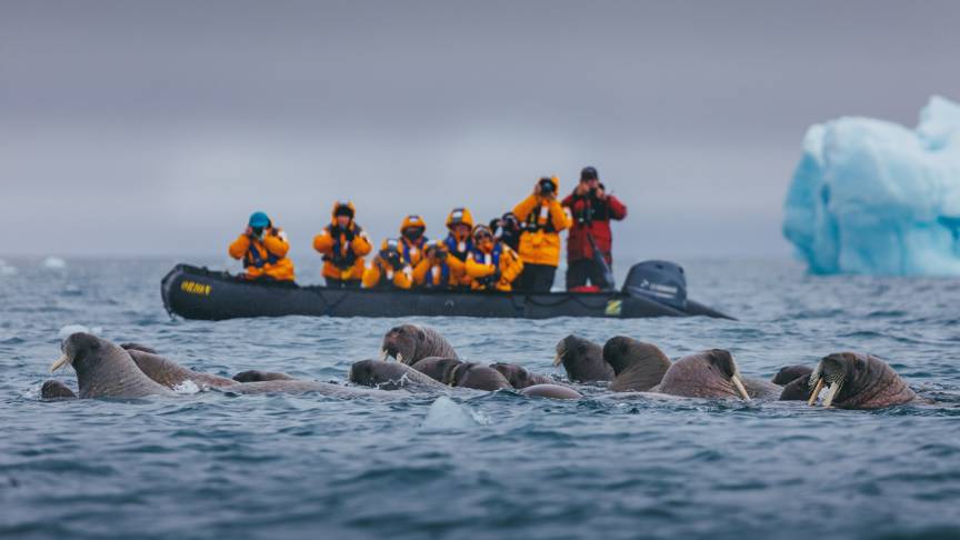 Guests in a Zodiac encountering a group of Walrus