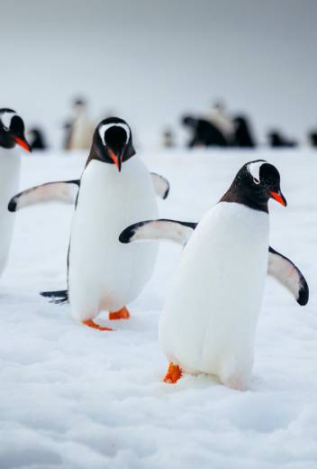 Three penguins waddling together across a snowy landscape, leaving tracks in the fresh powder