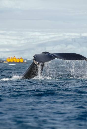 极地跳水 (Polar Plunge)