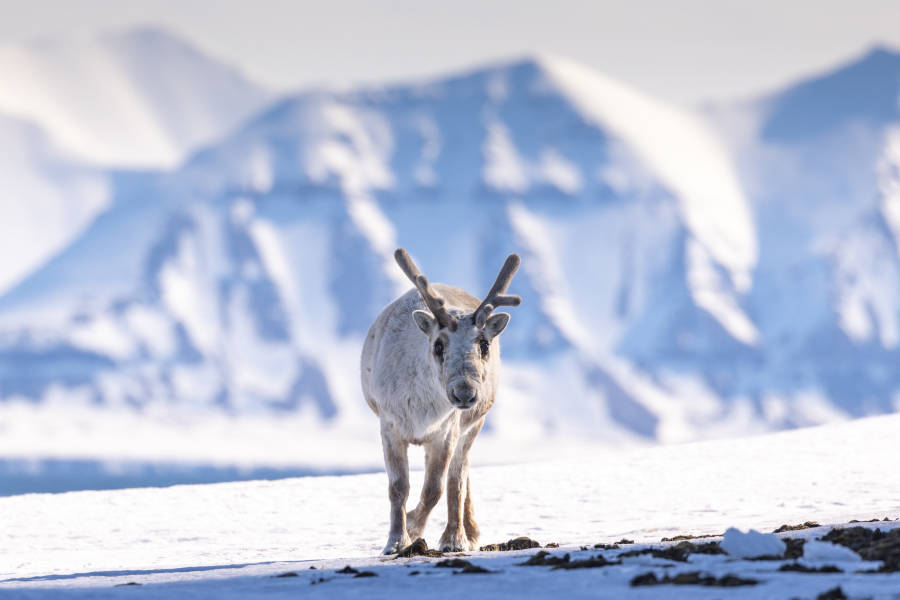 斯匹次卑尔根大环线：步入新阶段