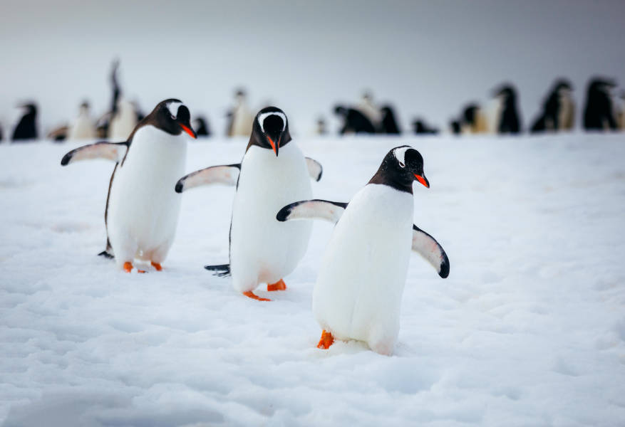 Three penguins waddling together across a snowy landscape, leaving tracks in the fresh powder