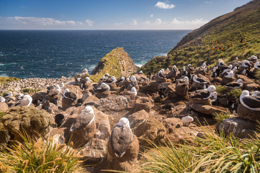 福克兰群岛（Falkland Islands）