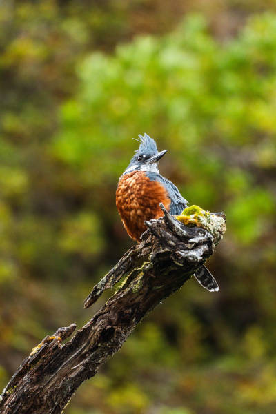 巴塔哥尼亚 (Patagonia)