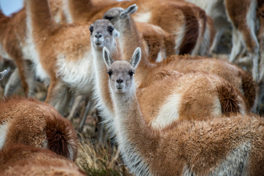 巴塔哥尼亚 (Patagonia)