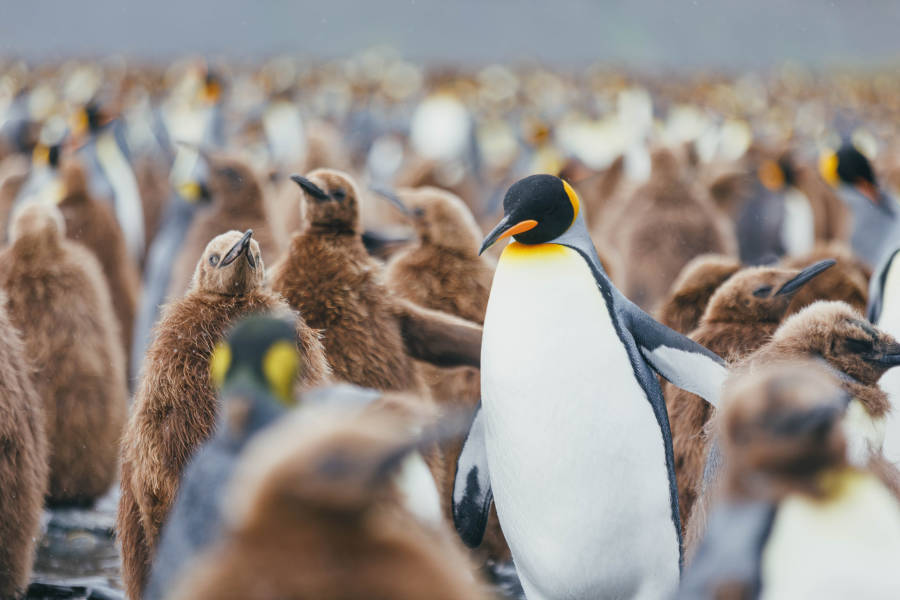 南乔治亚岛 (South Georgia)