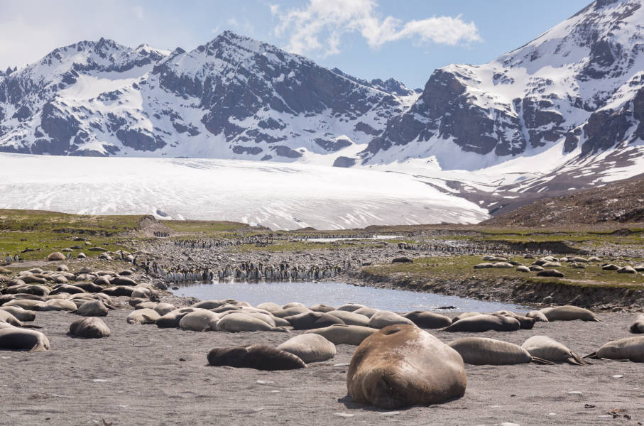 南乔治亚岛 (South Georgia)