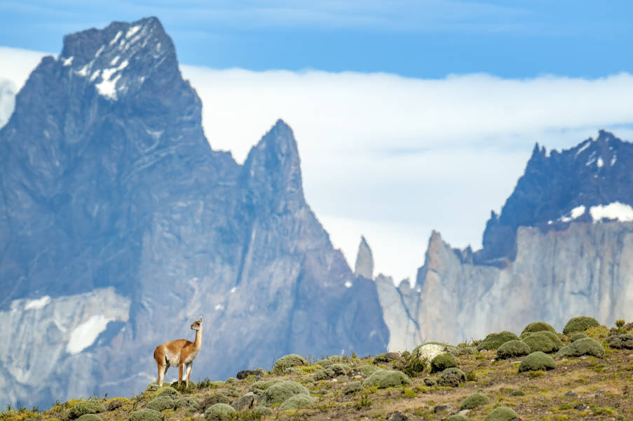 A guanaco, which is an animal closely related to the llama, stands on the grass in front of mountain peaks at Torres del Paine National Park.