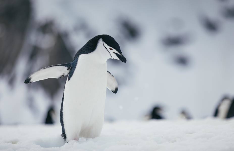 A close-up of a single chinstrap penguin walking towards the camera