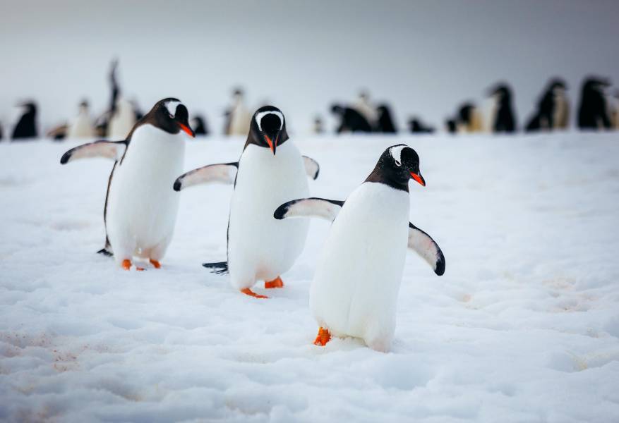 Three gentoo penguins walk in a line on the snow of the Antarctic Peninsula.