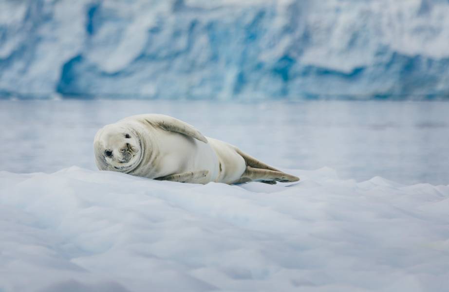 A crabeater seal lays on an iceberg in the waters of the Antarctic Peninsula.