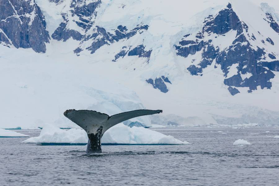 Upright tail of humpback whale as the mammal flukes out of the water.