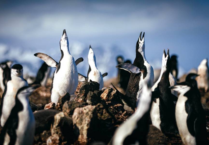 Chinstrap penguins performing an ecstatic display by raising their flippers and head.