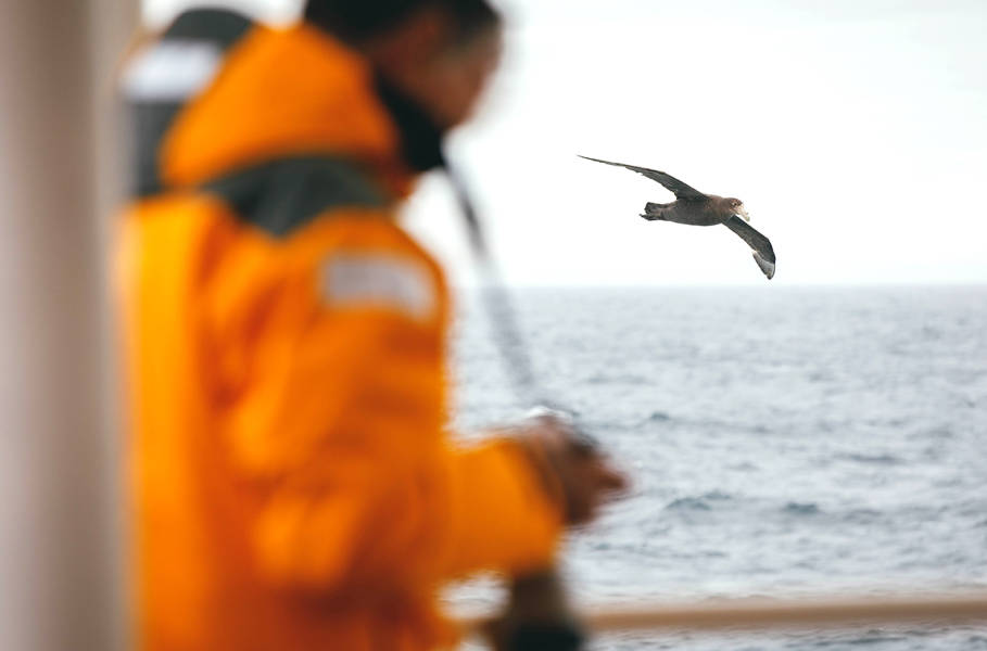 Giant petrel (bird) flies by one of the outer decks of our vessels. A guest in yellow parka can be seen taking photographs.