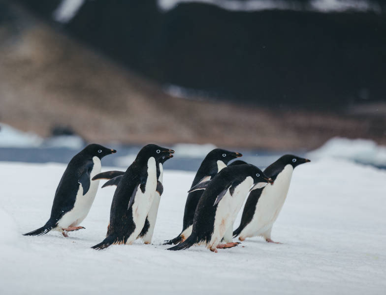 Six Adelie penguins move across an ice flow at Paulet Island
