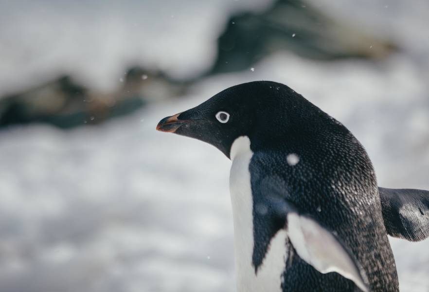 A close-up photo of an adelie penguin with a telephoto lens.