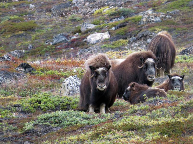 西北航道：传奇北极海上航线