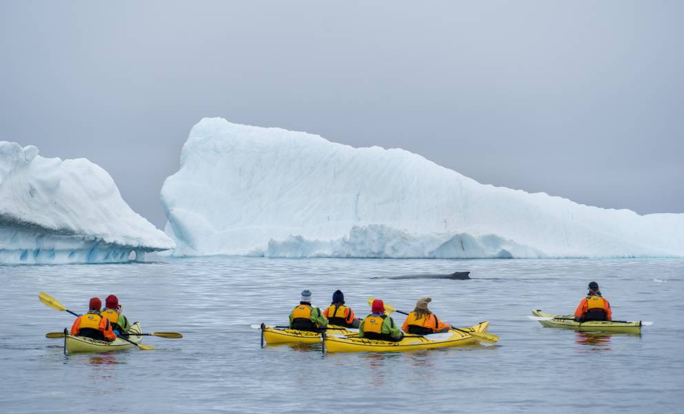 Guests kayak in the waters of the Antarctica Peninsula. Icebergs are seen in the distance.