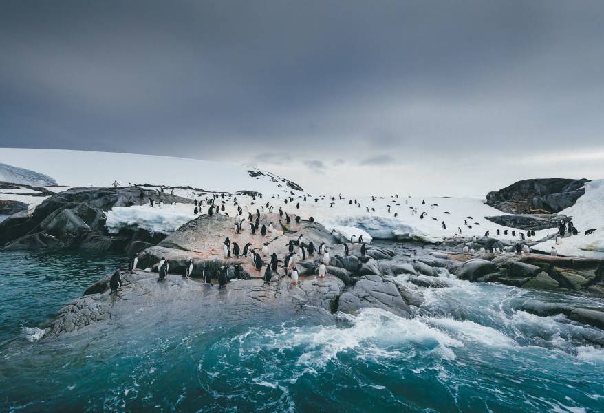 A group of gentoo penguins stand on a rocky outcrop in the edge of their nesting area.