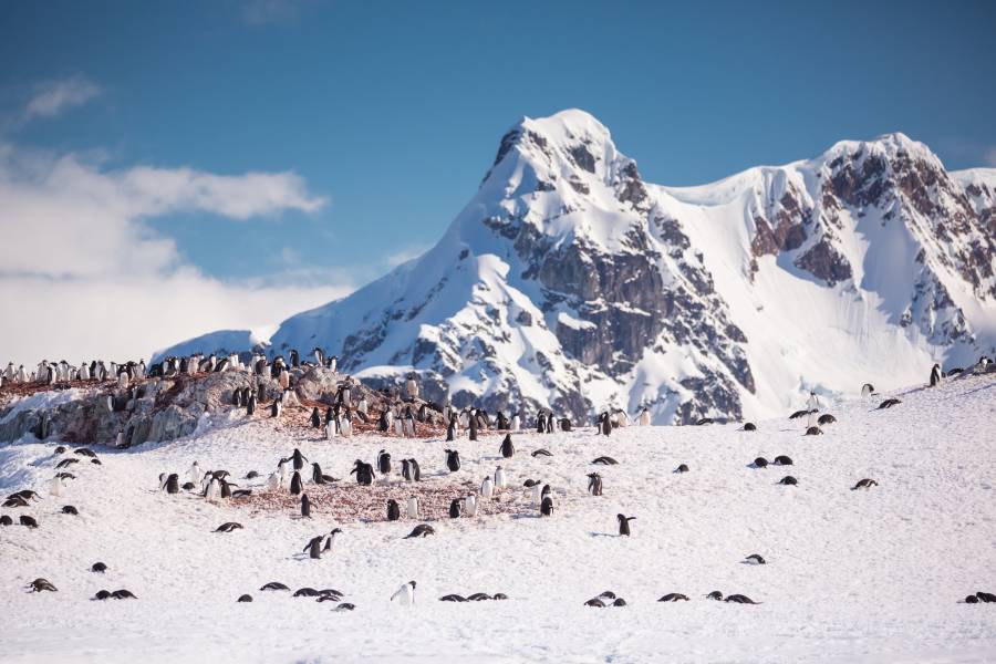 A large group of Gentoo penguins rests at the highest points of the landing site at Waterboat Point.