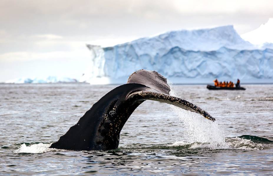 Humpback whale tail spotted near an iceberg in Antarctica