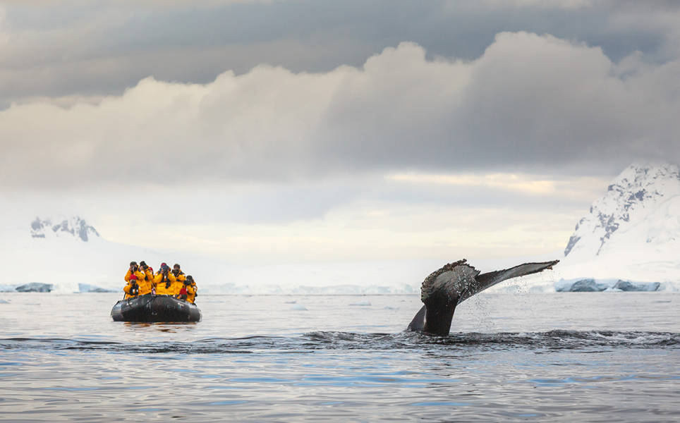 A group of guests in yellow parkas photograph and admire the tail of a humpback whale during its fluke.