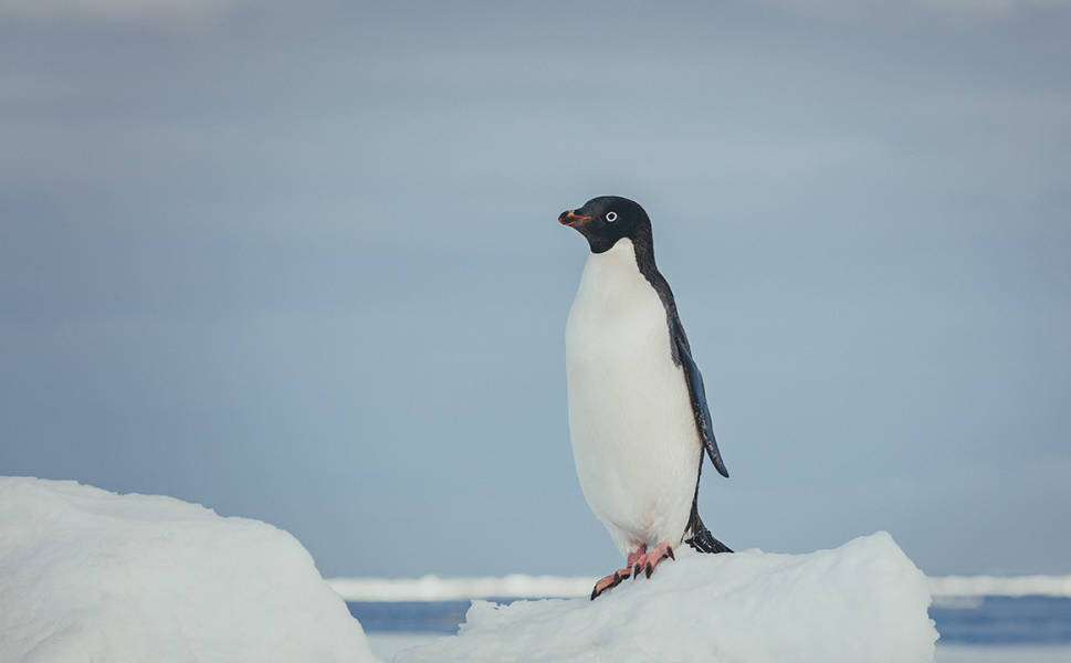An Adelie penguin stands tall on top of an iceberg.