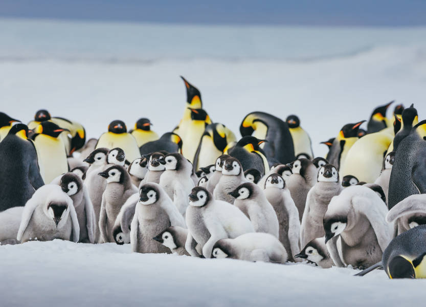 Emperor Penguins at Snow Hill