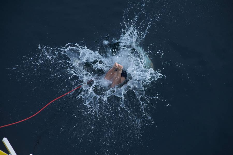 极地跳水 (Polar Plunge)