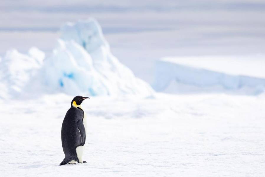 Penguin on Snow Hill