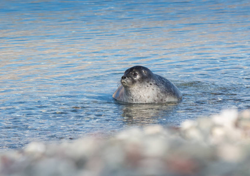 Ringed Seal, Kong Oscar Fjord, East Greenland