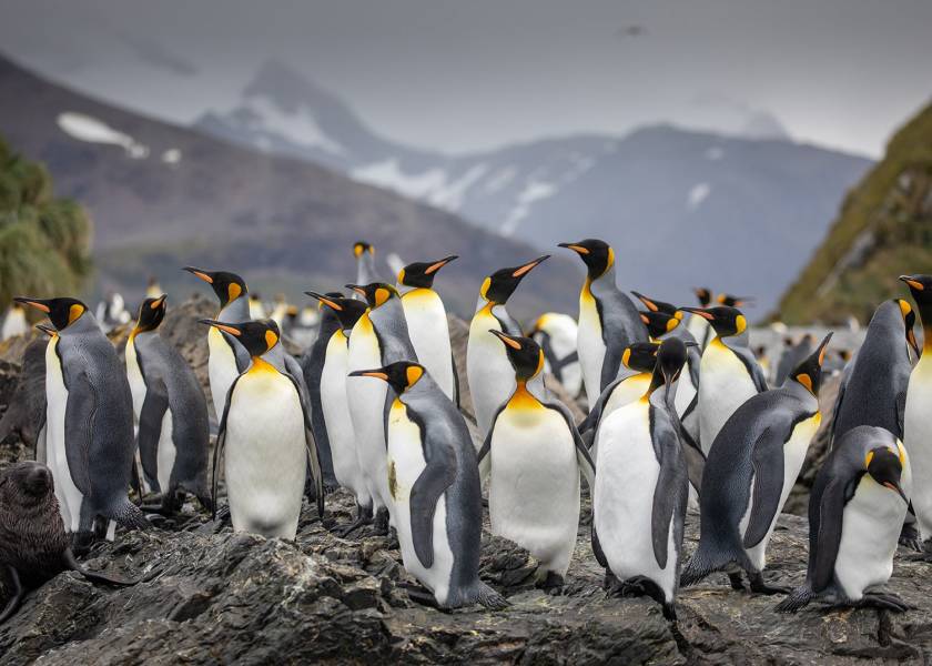 Penguins - South Georgia