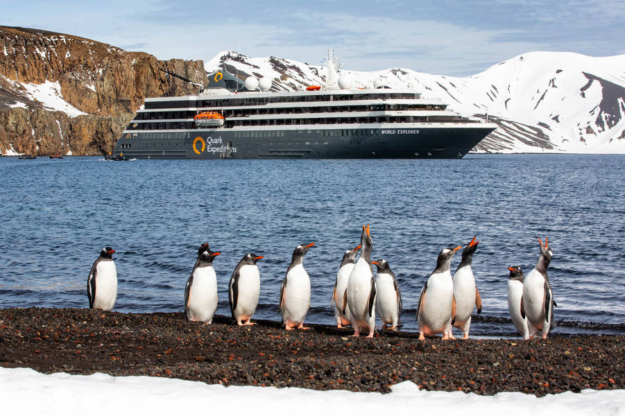 Twelve gentoo penguins shake their feathers as they return to land at Deception Island. The World Explorer (ship) can be seen in the background.