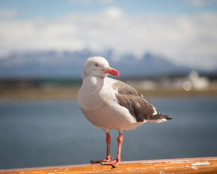 Dolphin Gull (bird) sits on the railings of the outer decks on one of our vessels.