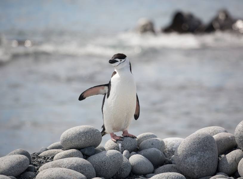 A single chinstrap penguin raises his right flipper for the camera as it stands on top of a rocky outcrop.