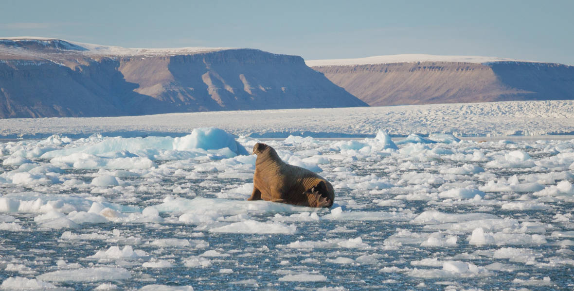 Walrus in Croker Bay
