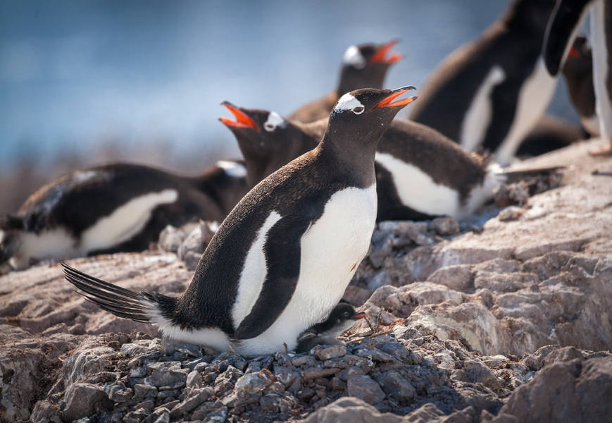 Gentoo penguins nesting with a few newborn chicks at Neko Harbour, Antarctica