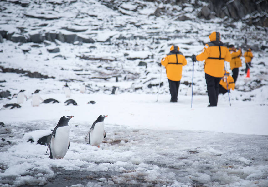 Two Gentoo penguins stop in their tracks to check out guests in yellow parkas hiking a few metres off to the side.