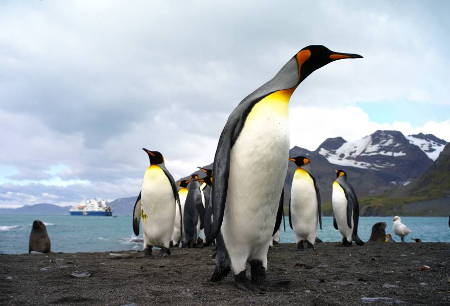 南乔治亚岛和南极半岛：企鹅之旅