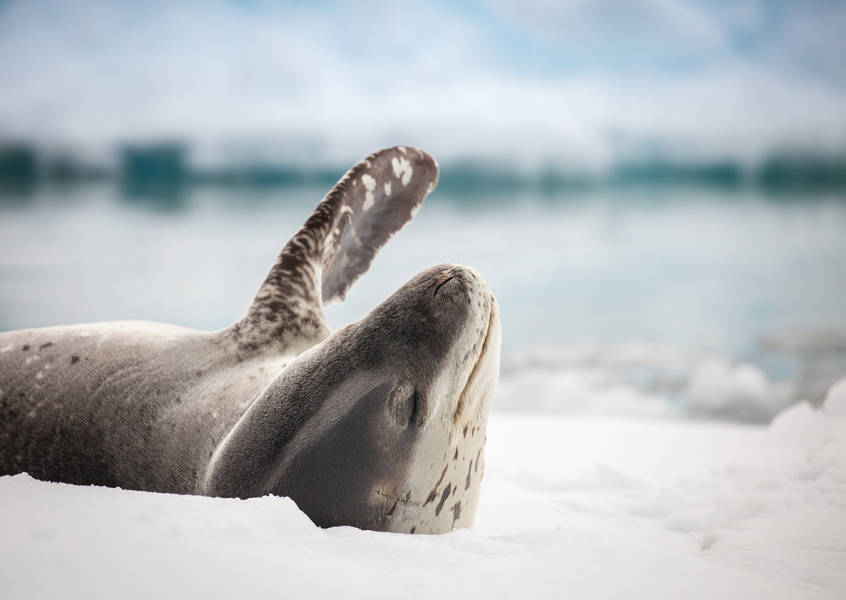 A single leopard seal rests on an icefloe.