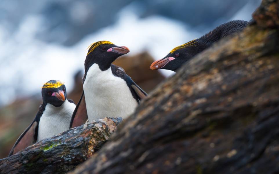 南乔治亚岛和南极半岛：企鹅之旅