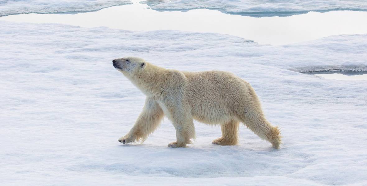 Polar bear in Svalbard