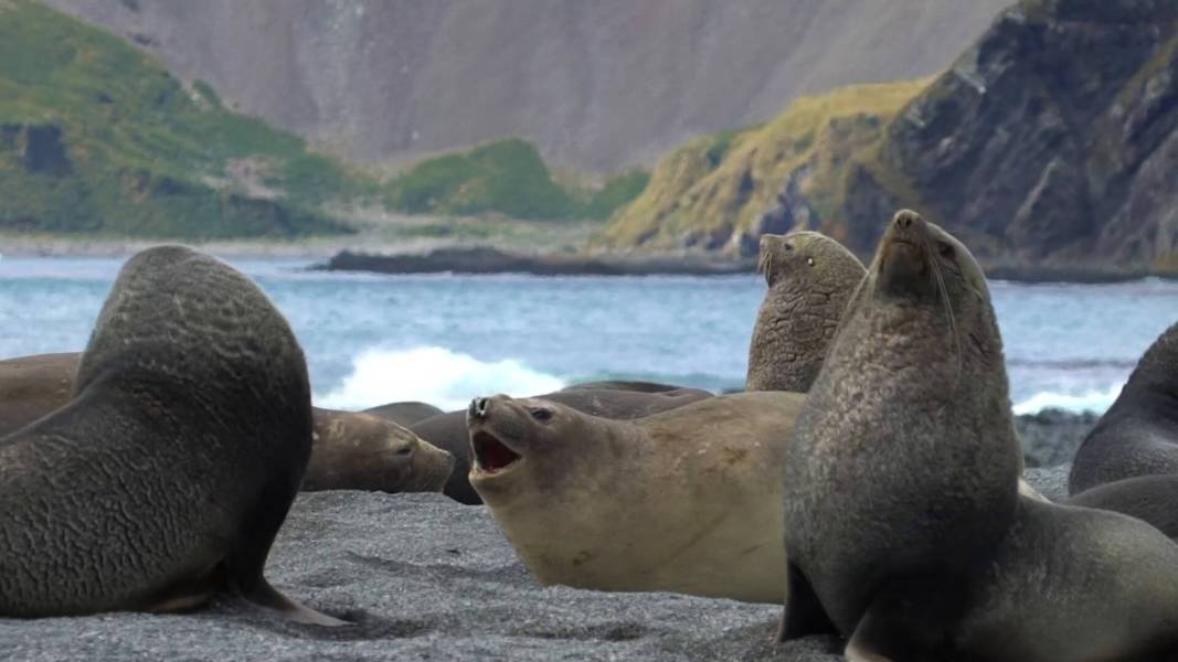南乔治亚岛和南极半岛：企鹅之旅