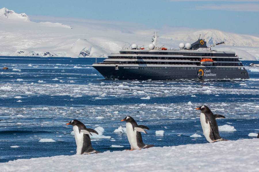 Gentoo penguins in front of the World Explorer in Antarctica