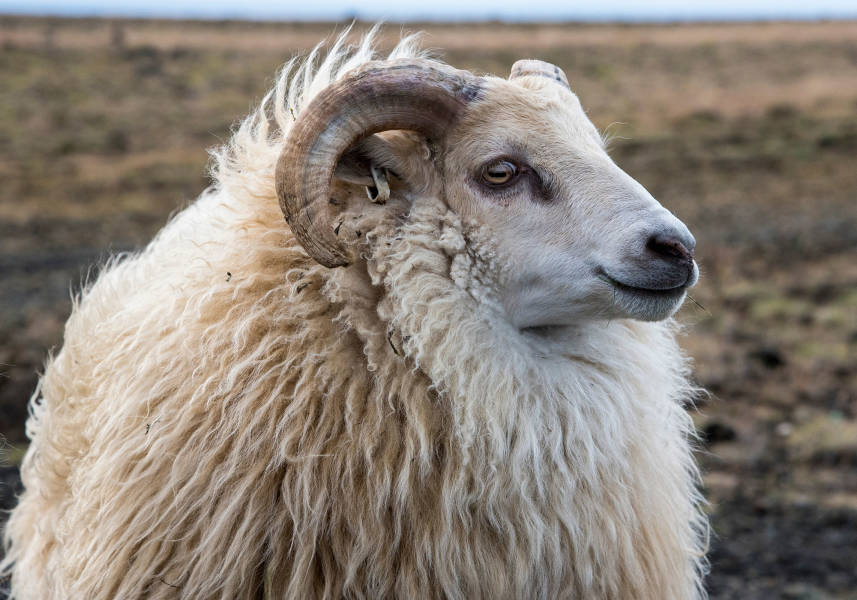 冰岛到格陵兰岛：日全食壮观上演