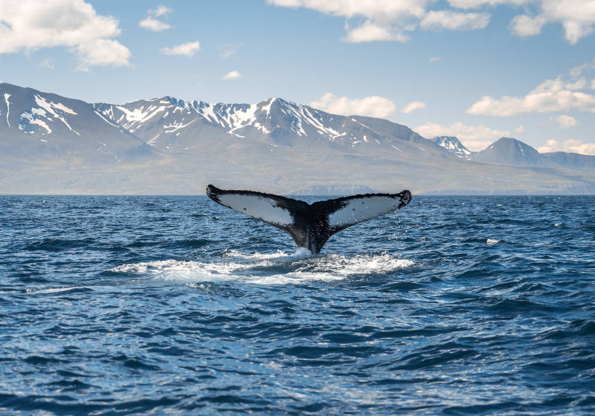 冰岛大环线：直升机、冰川、火山