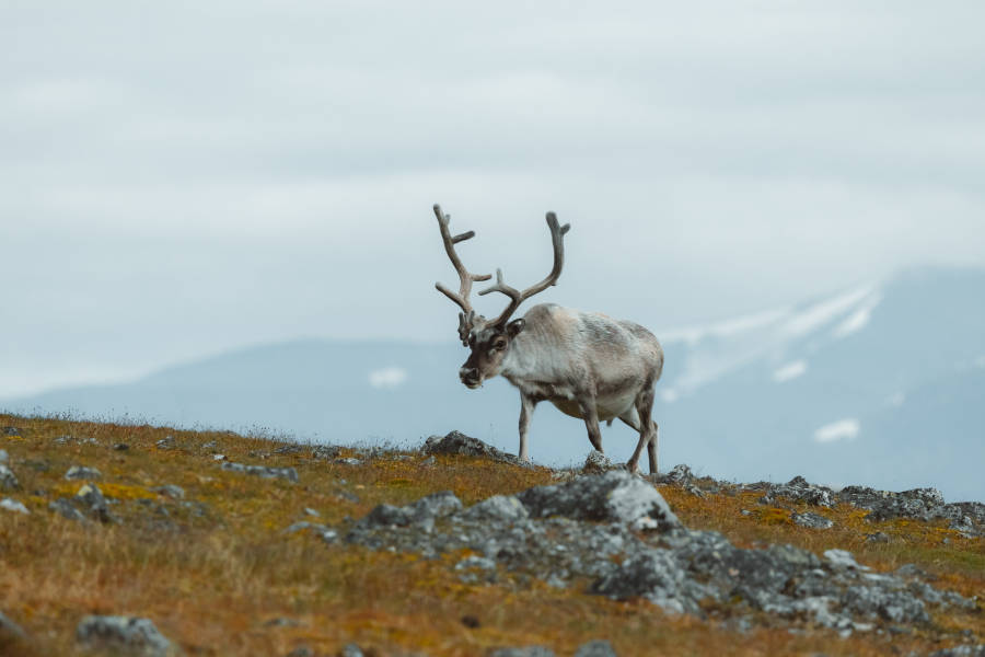 斯瓦尔巴群岛 (Svalbard)