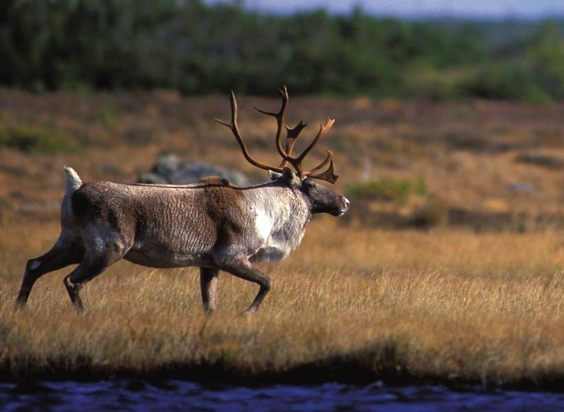 从格陵兰岛到纽芬兰：高山、野生动物、维京历史