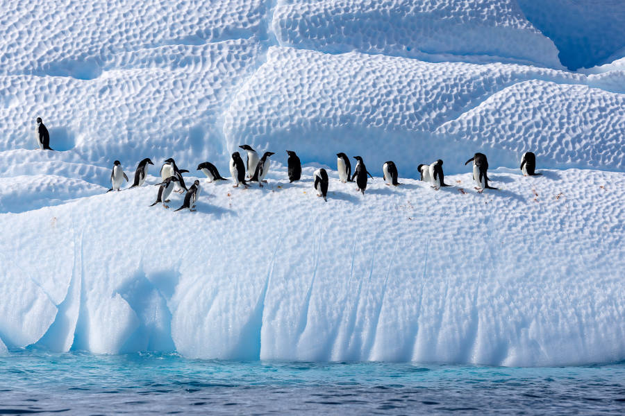 南极海洋哺乳动物：鲸与海豹的世界