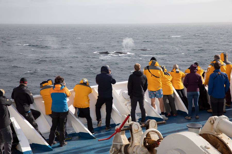 南极海洋哺乳动物：鲸与海豹的世界